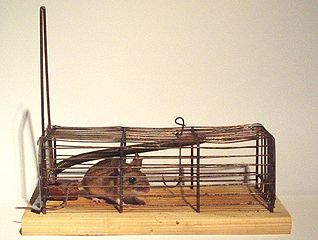318px-2005_mousetrap_cage_1.jpg