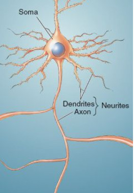 neurites.jpg