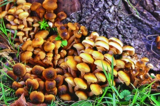 chiodini  a terra .jpg