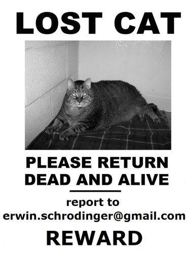 missingcat.jpg