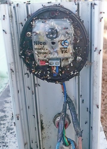 Larve formiche VS Colonnina Nice.jpg