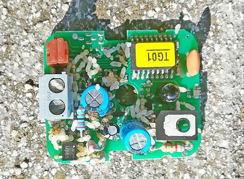 Larve formiche VS tx Nice.jpg