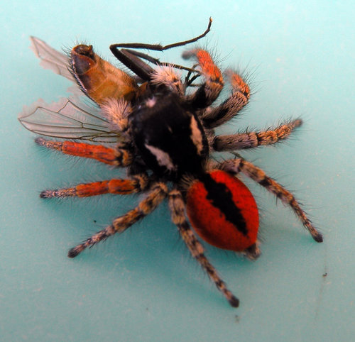 Philaeus chrysops.jpg