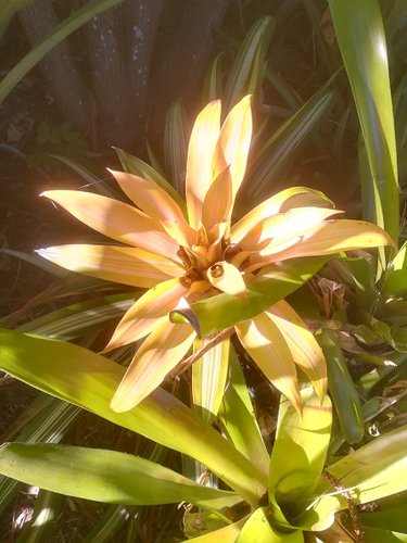 Ischia-2 Mortella 018.jpg