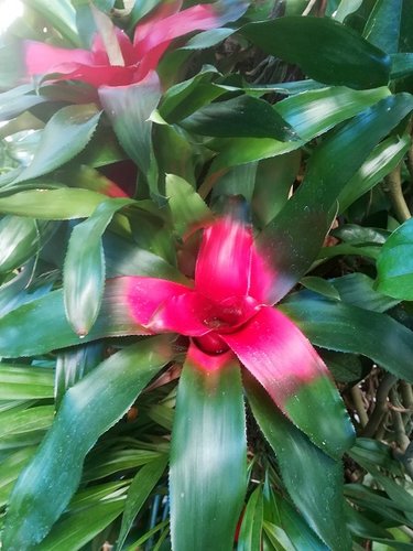 Ischia-3 Mortella 018.jpg