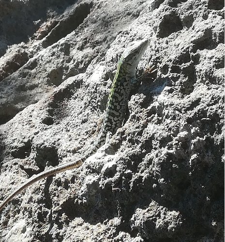 Ischia-1Mortella 018.jpg