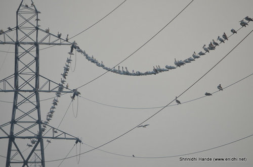 birds on a power line.JPG