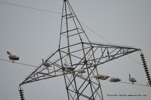 max zoom 300mm on birds.JPG