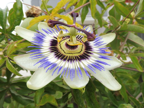 PassiFlora.jpg