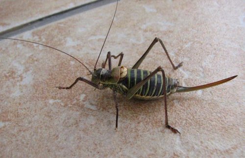 cavalletta con coda.jpg