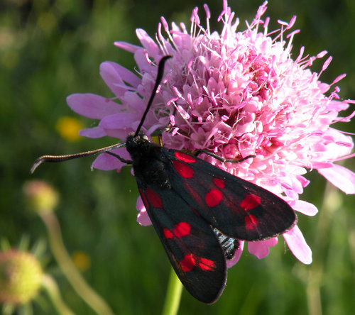 Falena diurna Zygaena filipendulae.jpg