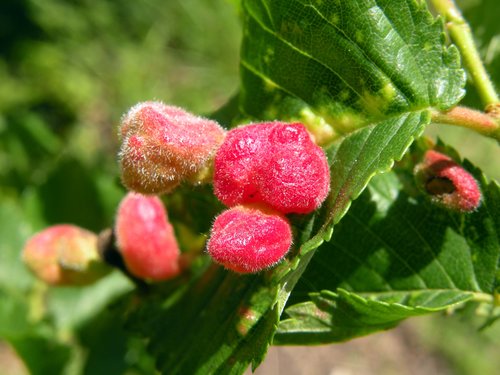 foglie con escrescenze.jpg