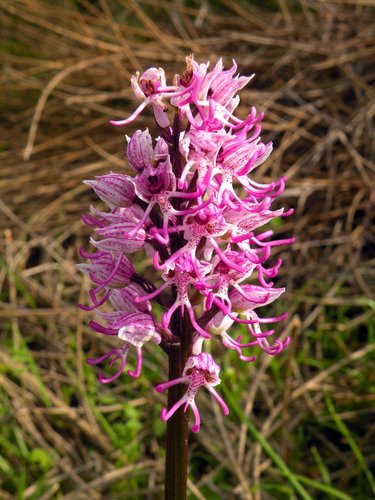 orchidea italiana.jpg