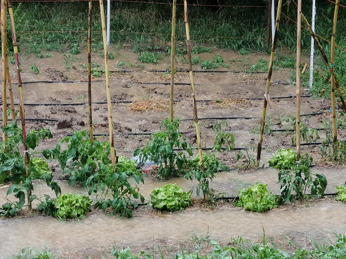 orto adattato a risaia.jpg