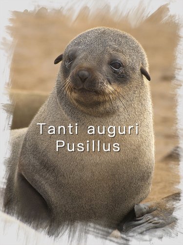 Pusillus_Arctocephalus_pusillus_2_Fotor.jpg