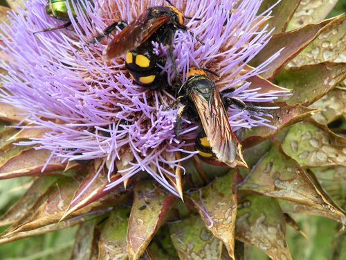 Megascolia Maculata Flavifrons - vespa mammuth.JPG