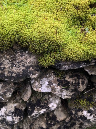 Muschio su muro a secco.jpg