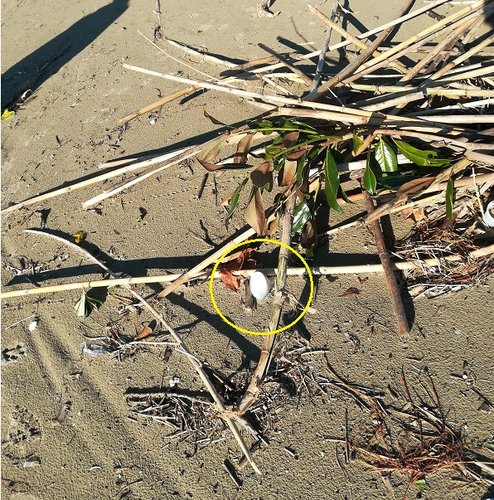 il mare restituisce tutto ...jpg