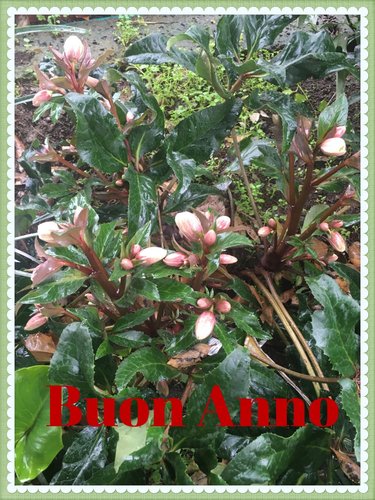 BuonAnno.jpg