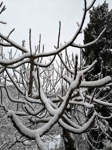 Toscana neve 13-02-2021.jpg