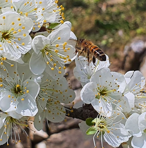 ape su fiore di prugna1.jpg