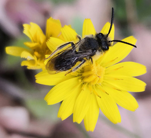 vespa su fiore giallo.jpg