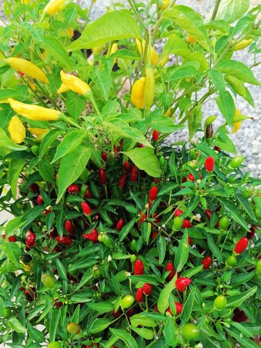 PPEPERONCINI CALABRESI.jpg