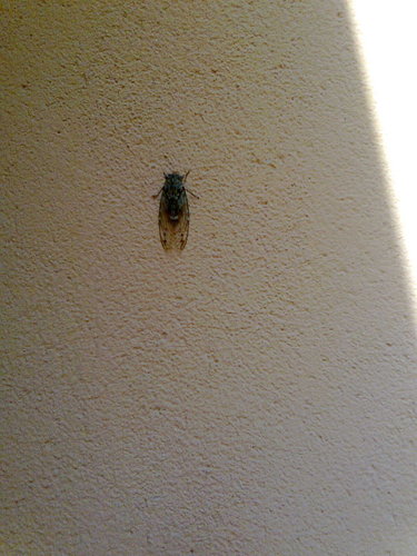 Cicala.jpg