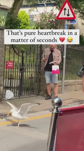 Gabbiano e panino.png