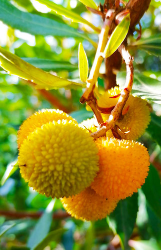 corbezzolo macro.jpg