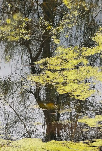 pioppo a  speccho nel laghetto capovolto.jpg