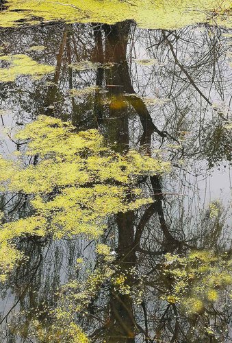 pioppo a  speccho nel laghettooriginale.jpg