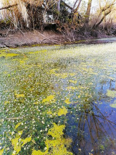 FIORELLINI  acquatici .jpg