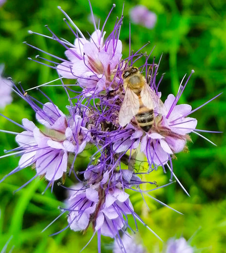ape su fiore di falecia 1 .jpg
