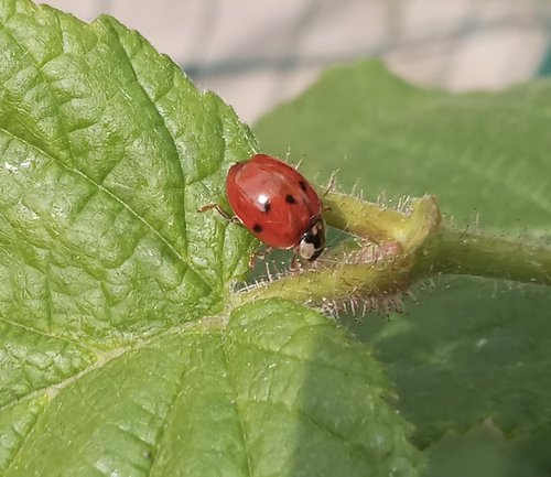 20220508_coccinella.jpg