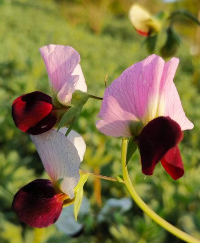 Fiore di pisello.jpg