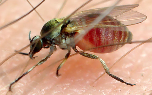 pappataci succhiano il sangue.jpg