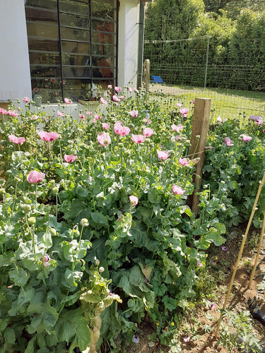 1ppp raddrizzata.jpg