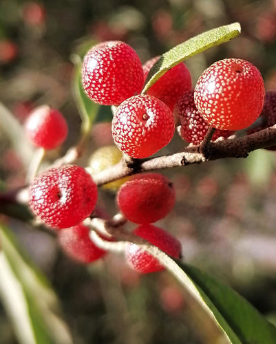 guomi Giapponese macro.jpg