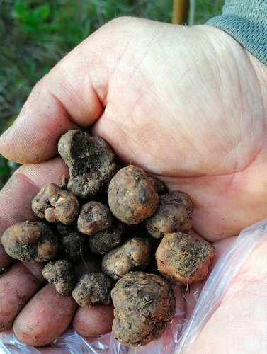 TARTUFI BIANCHETTO.jpg