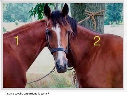 quiz cavalli.jpg