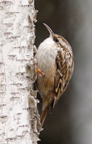 Short-toed_Treecreeper_(Certhia_brachydactyla)cropped.jpg