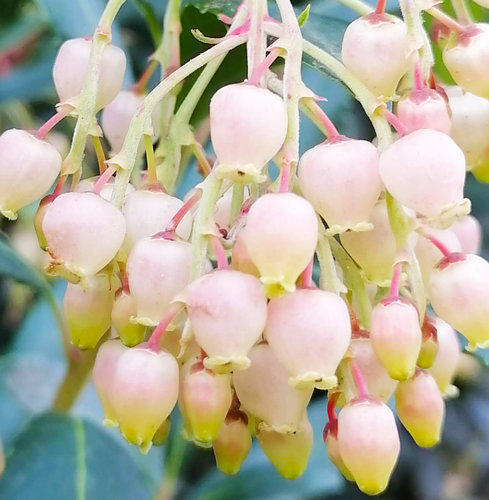 fiori di corbezzolo.jpg