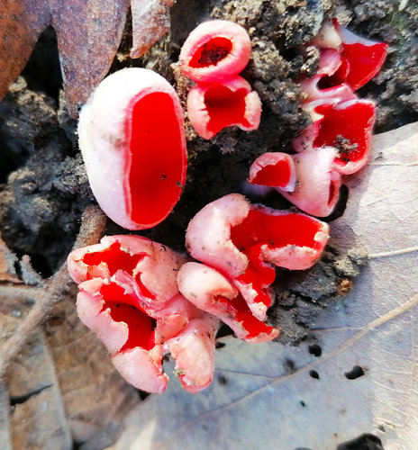 fungo tazza scarlatta.jpg