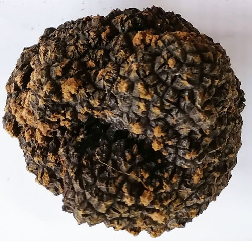 tartufo scorzone1.jpg