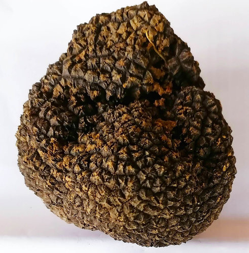 Tartufo scorzone2.jpg