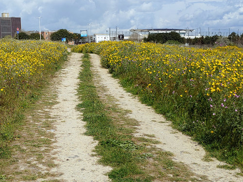 Foto 01 fioritura.jpg