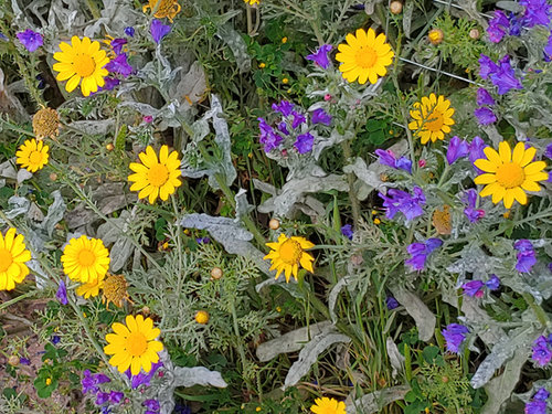 Foto 02 fioritura.jpg