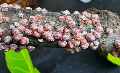 cocciniglie del fico1.jpg