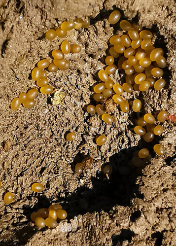 uova di grillotalpa1jpg.jpg